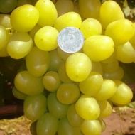 Саджанець Виноград (щеплений) Арні в контейнері